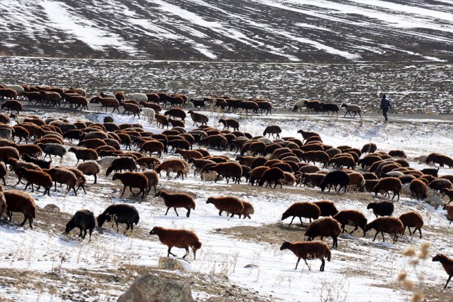 çobanlar kar yaylada geçti sürpriziyle karşılaşan erken dönüşe sürüleriyle Ağrı