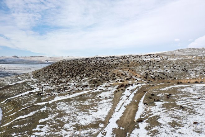 yaylada kar geçti sürpriziyle dönüşe çobanlar karşılaşan sürüleriyle Ağrı