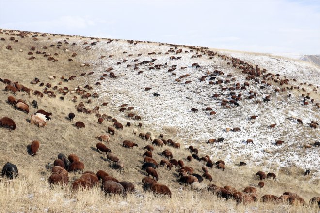 geçti erken çobanlar karşılaşan sürpriziyle kar dönüşe Ağrı