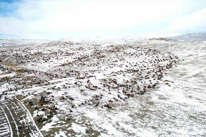 erken yaylada geçti sürüleriyle dönüşe kar Ağrı