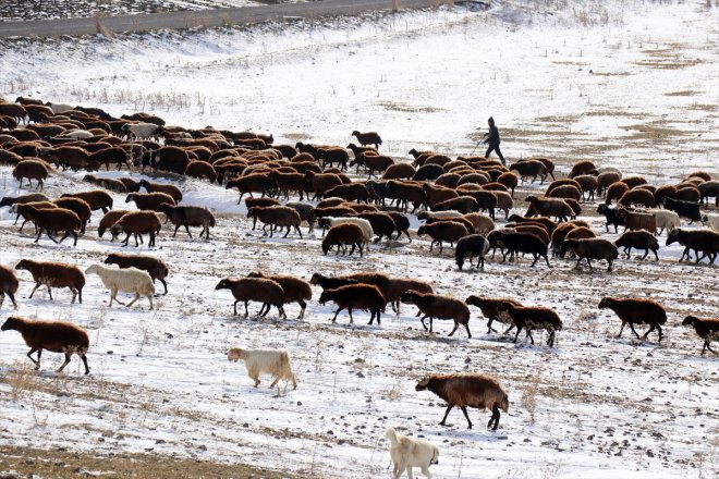 erken dönüşe yaylada sürüleriyle çobanlar geçti karşılaşan Ağrı