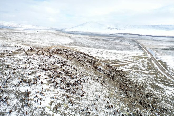 yaylada sürpriziyle kar erken sürüleriyle dönüşe geçti karşılaşan çobanlar Ağrı
