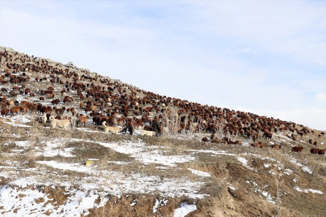 yaylada çobanlar karşılaşan sürpriziyle kar erken sürüleriyle dönüşe Ağrı