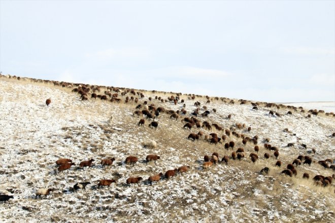 erken geçti çobanlar Ağrı