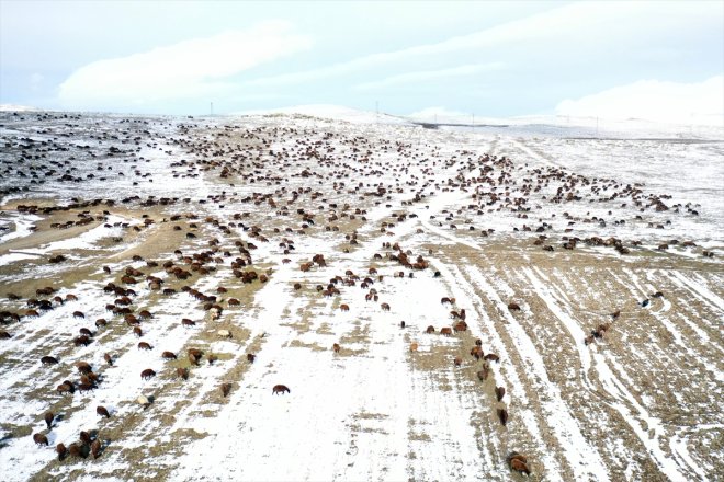 sürüleriyle çobanlar yaylada erken dönüşe kar geçti sürpriziyle karşılaşan Ağrı