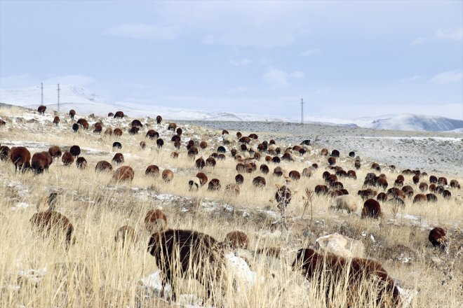 erken sürüleriyle çobanlar Ağrı