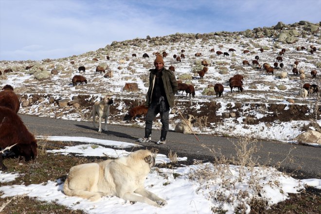 geçti yaylada sürüleriyle çobanlar karşılaşan kar sürpriziyle dönüşe erken Ağrı