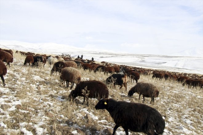kar geçti yaylada çobanlar dönüşe karşılaşan sürüleriyle sürpriziyle erken Ağrı