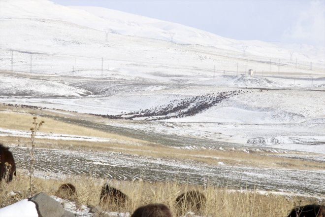 çobanlar erken geçti yaylada dönüşe Ağrı