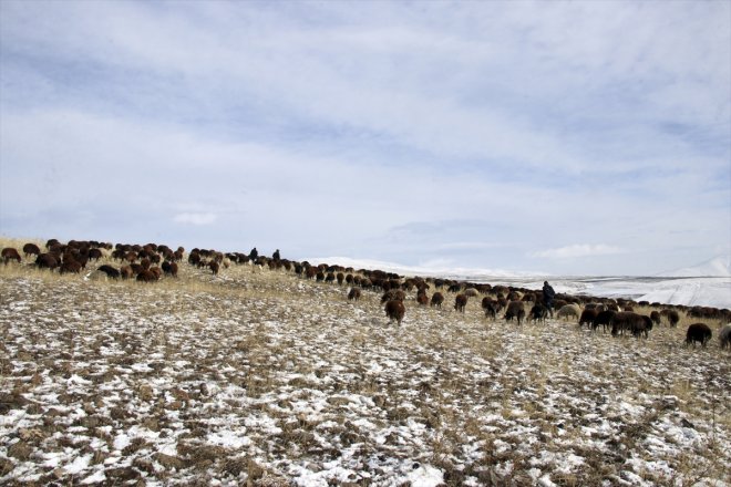 kar dönüşe sürüleriyle erken karşılaşan geçti sürpriziyle yaylada Ağrı