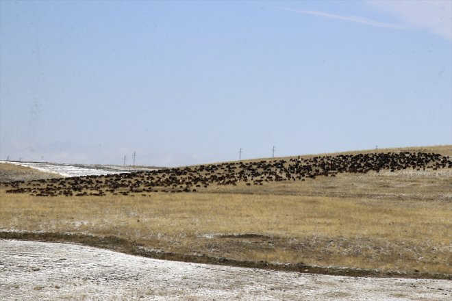 çobanlar erken geçti sürpriziyle kar dönüşe Ağrı