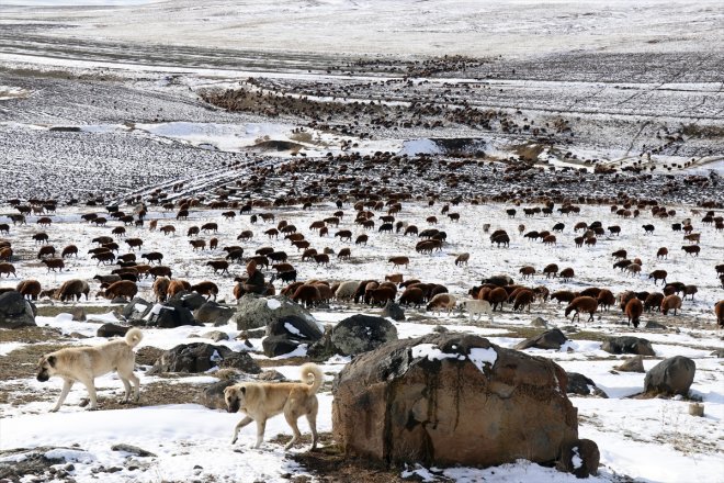 karşılaşan geçti Ağrı