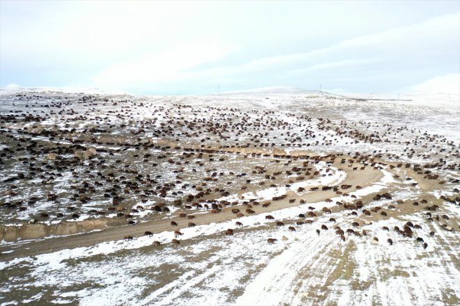 kar sürpriziyle sürüleriyle yaylada Ağrı