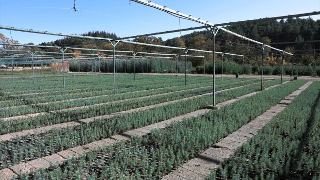 Doğu Anadolu'nun bozkır toprakları dikilen milyonlarca fidanla yeşerecek