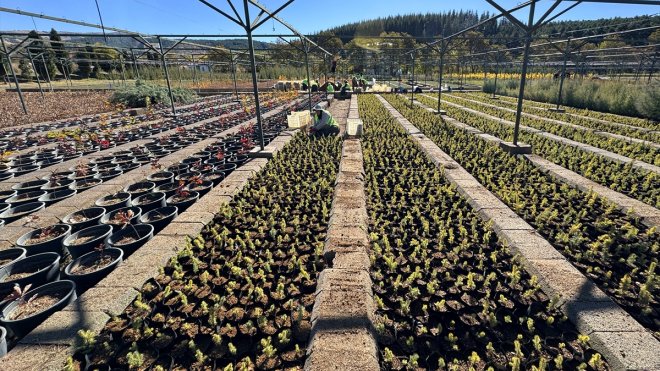 Doğu'da yetiştirilen 87 farklı türdeki milyonlarca fidan ülkeye nefes oluyor