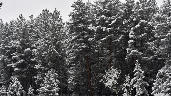 Sarıkamış'ta sarıçam ormanları beyaza büründü