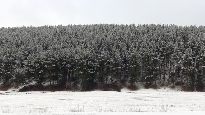 Sarıkamış Allahuekber Dağları Milli Parkı yaban hayvanlarına korunak oluyor