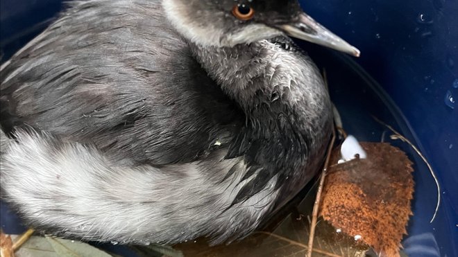 Erzurum'da bitkin bulunan batağan yavrusu, bakımının ardından doğaya salındı
