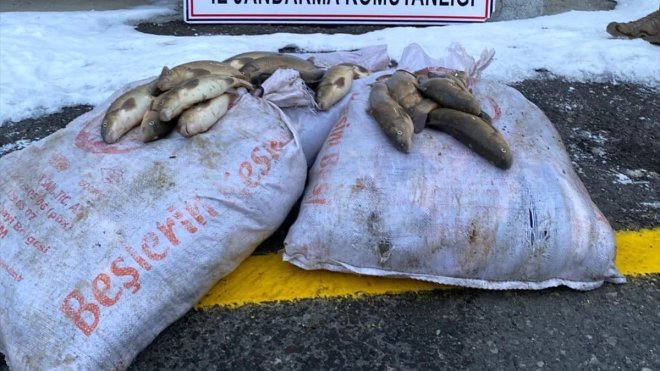 Erzurum'da kaçak balık avlayan 4 kişi hakkında işlem yapıldı