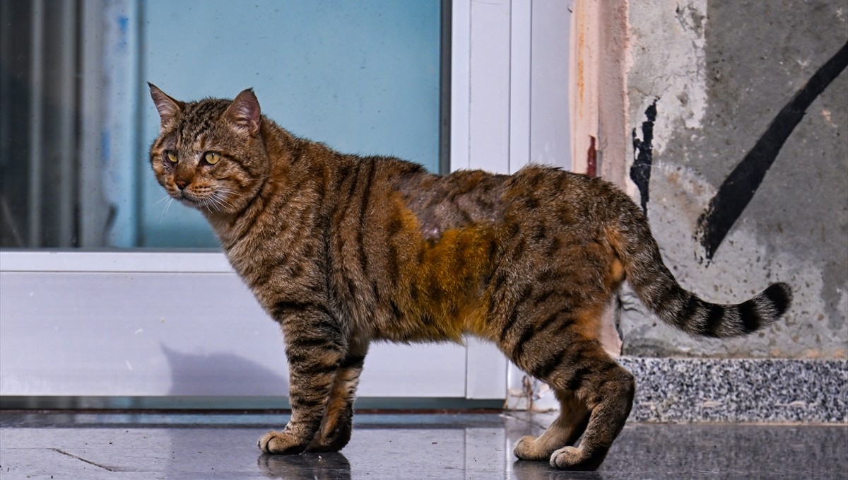 Güvenlik güçlerinin mağarada yaralı halde bulduğu dağ kedisine özenle bakılıyor