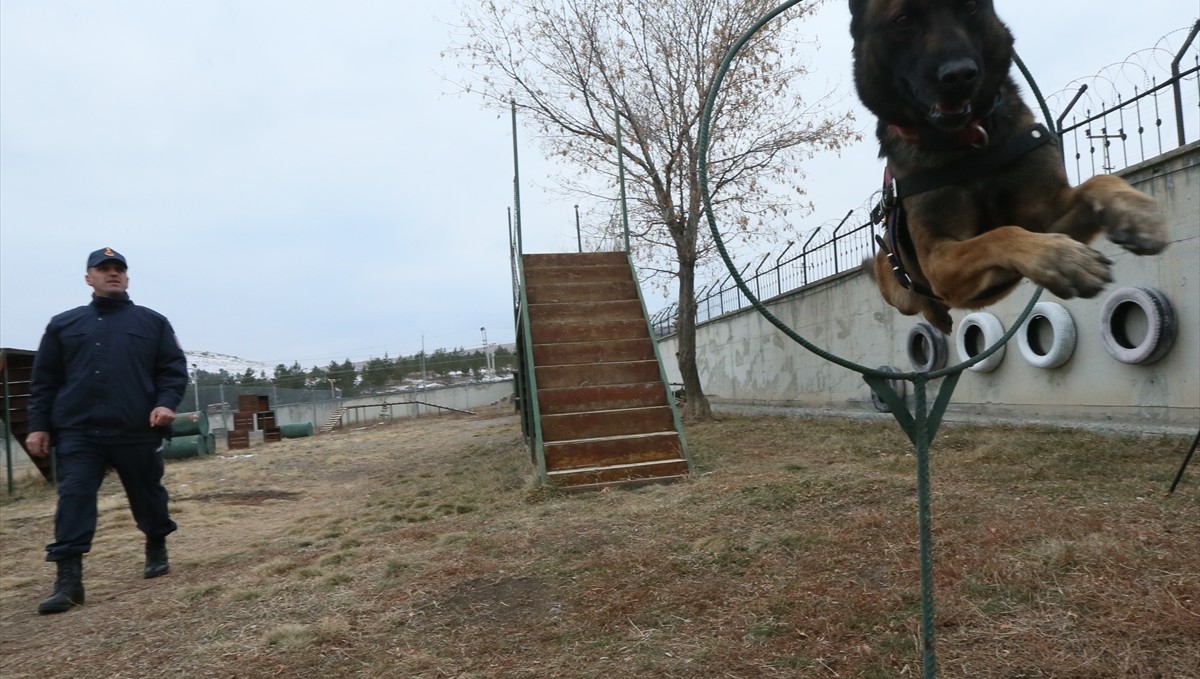 "Hassas burunlar" arama kurtarmadan kaçakçılığa kadar her alanda görev alıyor
