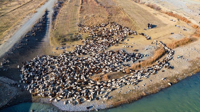 ve Kars, dönüyor zorlu Ardahan Iğdırlı yaylalarından Ağrı
