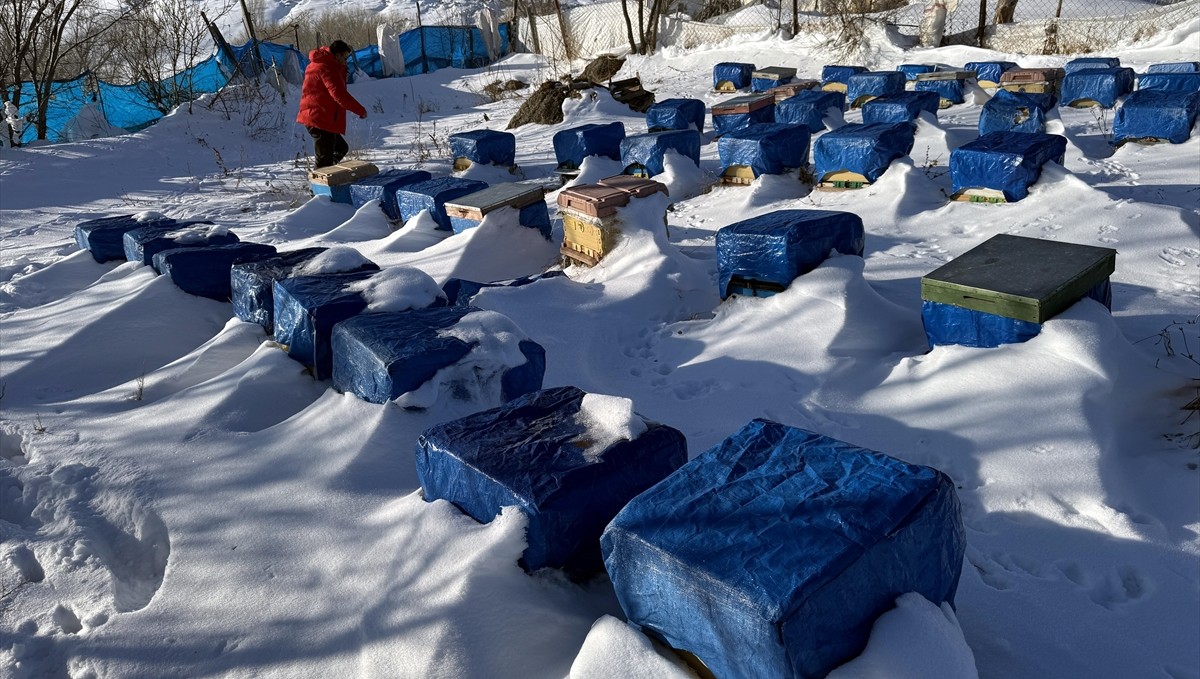 Kafkas arıları kış uykusuna yattı