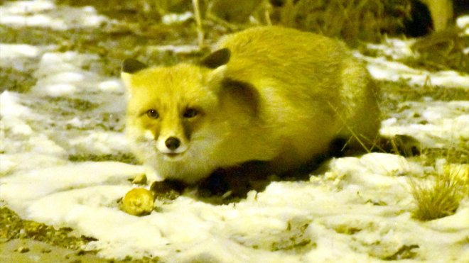 Kars'ta aç kalan tilkileri ekmekle beslediler