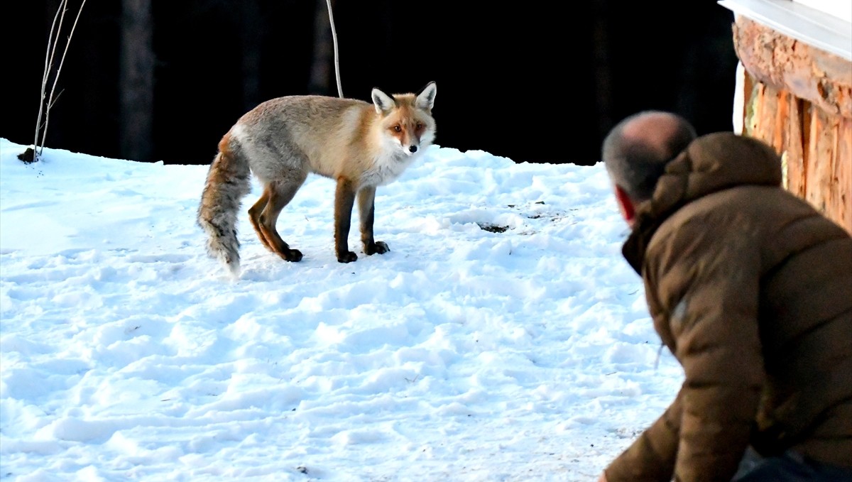 Kars'ta mahalleliler "Kar güzeli" adını verdikleri kızıl tilkiyi her gün elleriyle besliyor