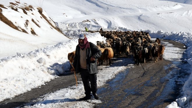 Muş'ta tipi nedeniyle sürüleriyle yolda mahsur kalan besiciler kurtarıldı