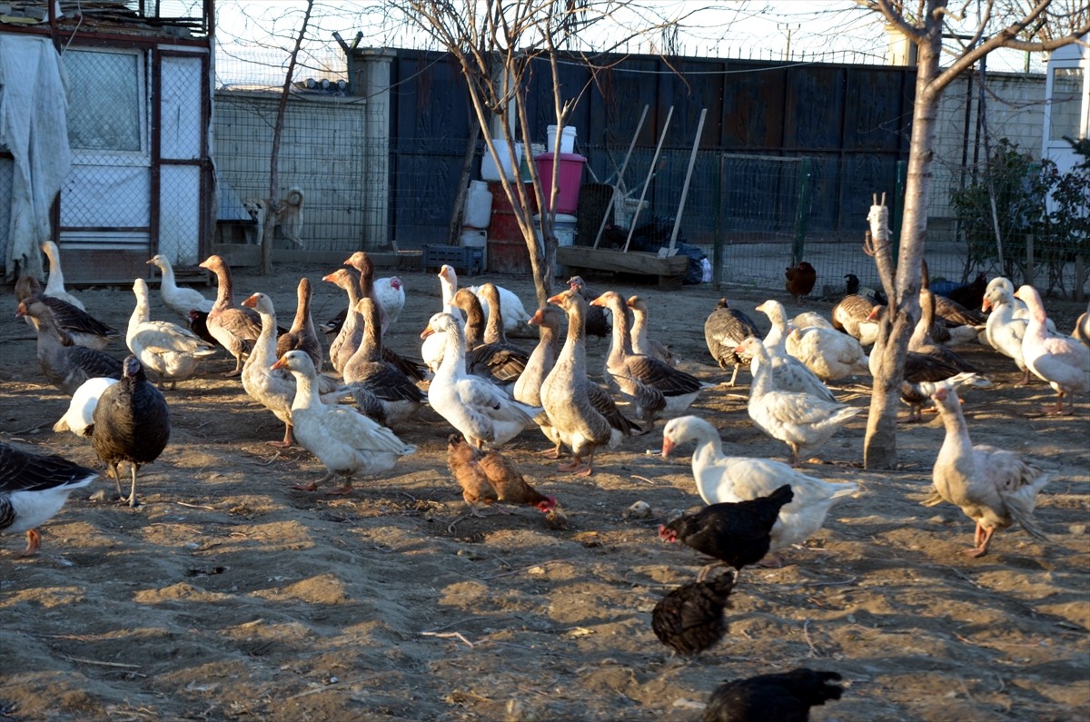 Muşlu çiftçi, hobi için kurduğu çiftlikte bin kanatlı hayvan besliyor