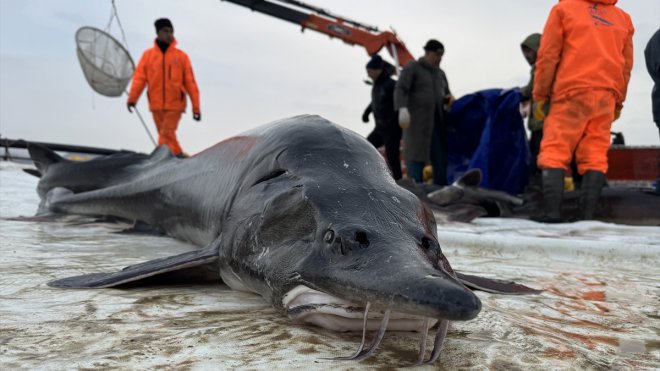 Ultrasonla cinsiyetleri belirlenen mersin balıkları ayrı kafeslerde ihracata hazırlanıyor