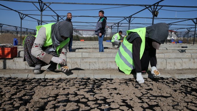 Van'da yerli tohumdan elde edilen 2 milyon meyve fidanı toprakla buluşturuldu