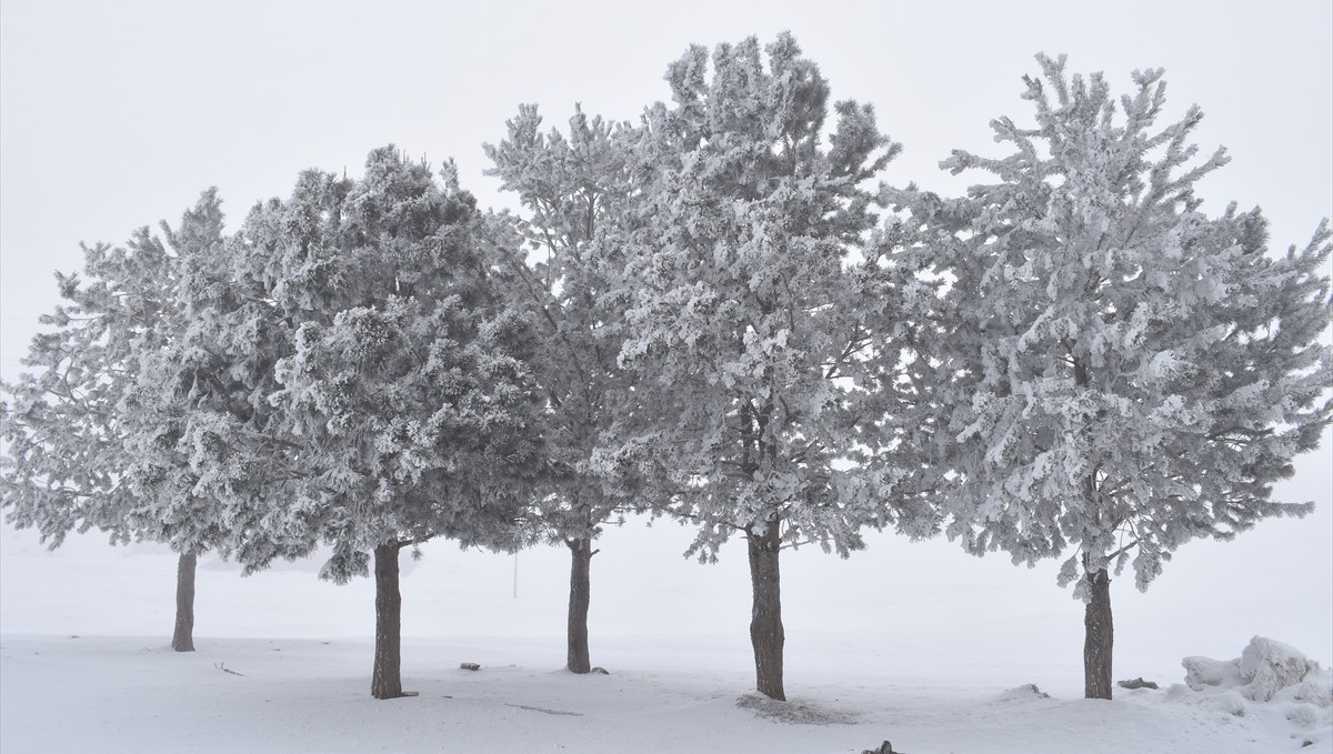 Bitlis'te sis ve soğuk hava etkili oldu