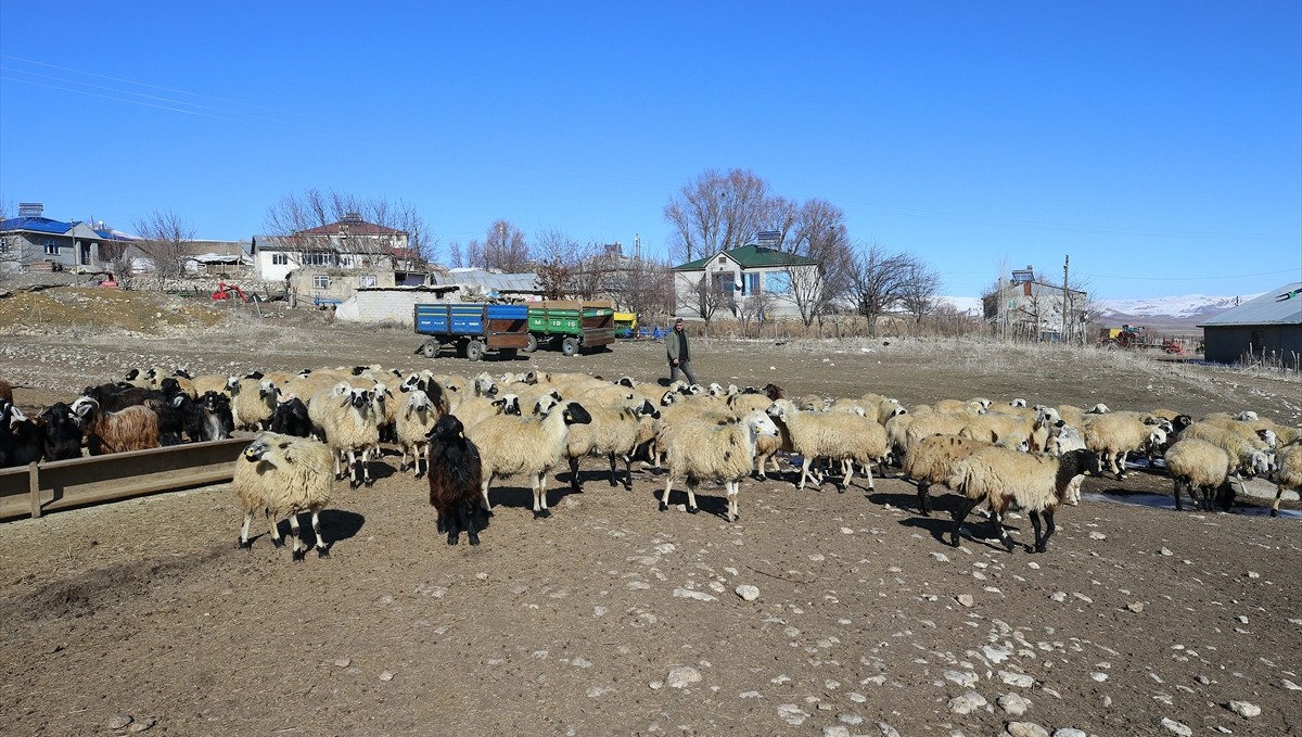 Muşlu çiftçi, devlet desteğiyle koyun sayısını 300'den 1020'ye çıkardı