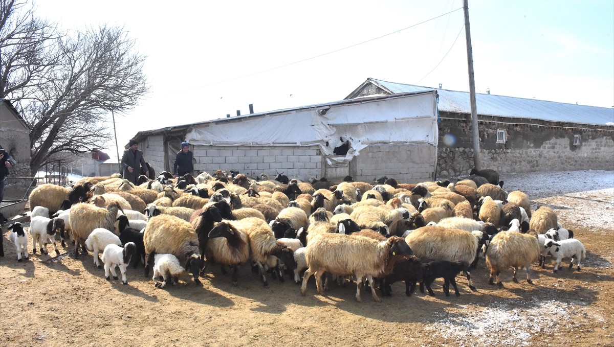 Vanlı çiftçi, süngerleme yöntemiyle kuzu sayısını arttırdı