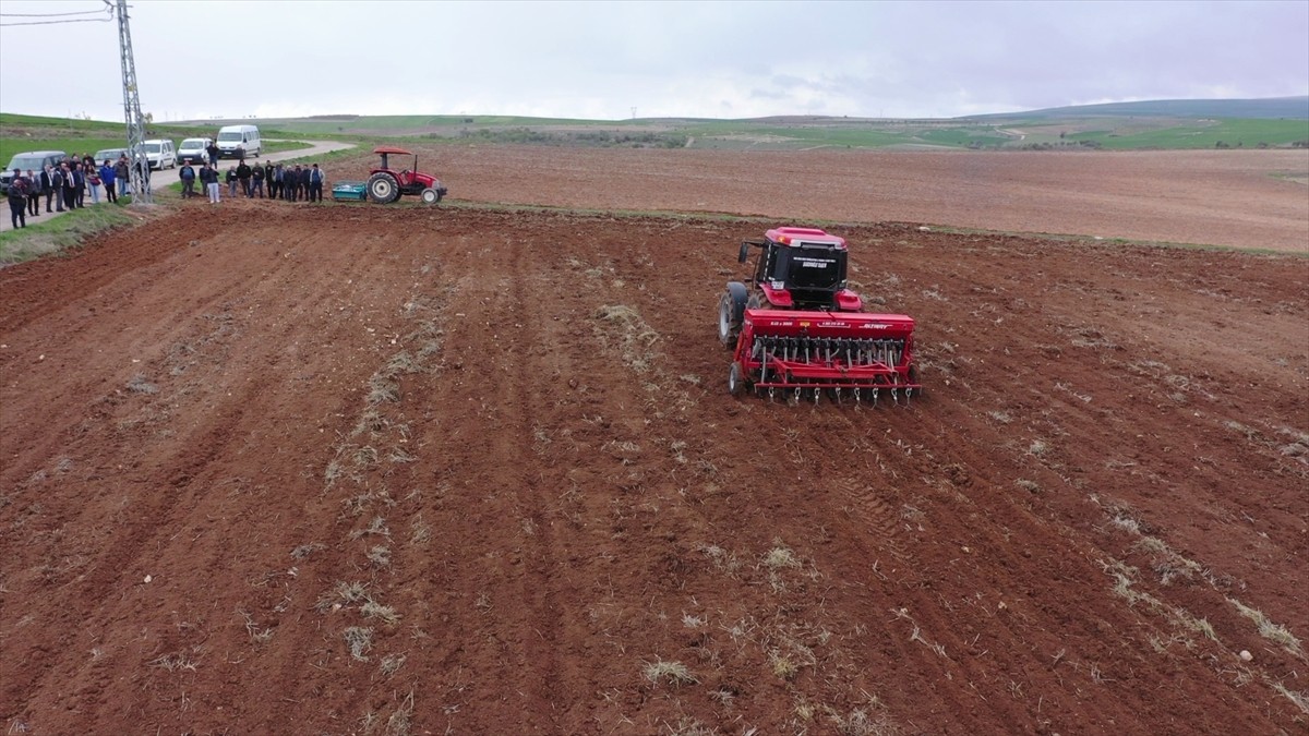 Ağın leblebisi nohudunun organik üretimi için kimyasal gübre yerine bakteri kullanılacak