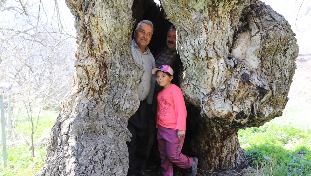 Hakkari'deki ceviz ağacı geniş kovuğuyla dikkati çekiyor