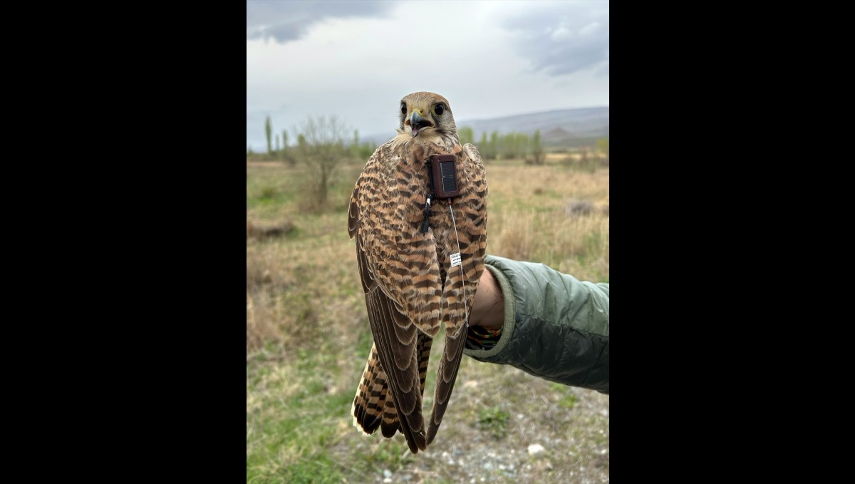 Iğdır'da uydu verici takılan kerkenez, 183 kilometre yol katederek Ermenistan'a uçtu