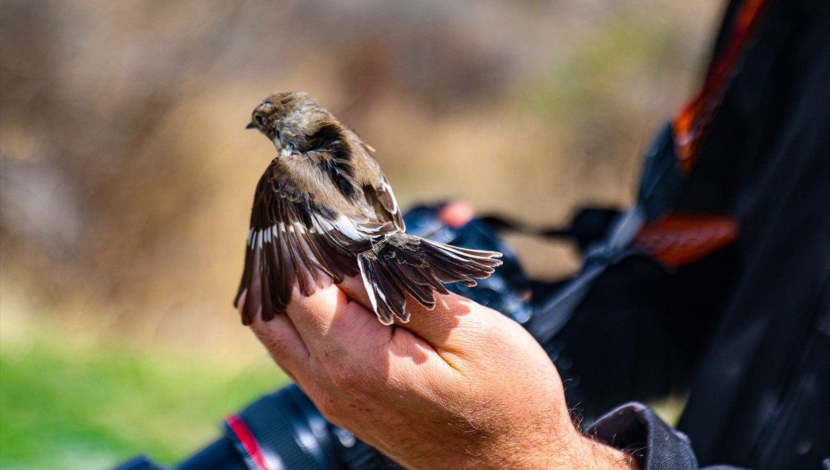 Lüksemburglu ve İtalyan gönüllüler, Afrika'dan gelen kuşları inceliyor