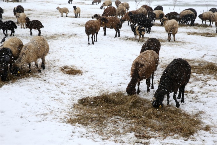 beyaza ağıllara yeniden bürününce ve Meralar koyun döndü kuzular 4