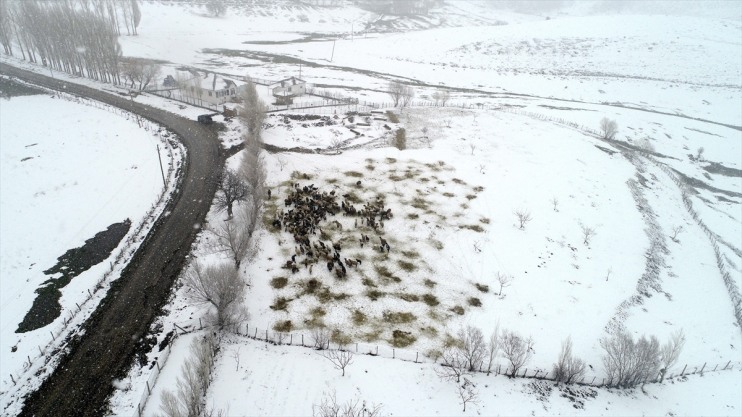 döndü beyaza bürününce ve ağıllara kuzular yeniden Meralar koyun 5
