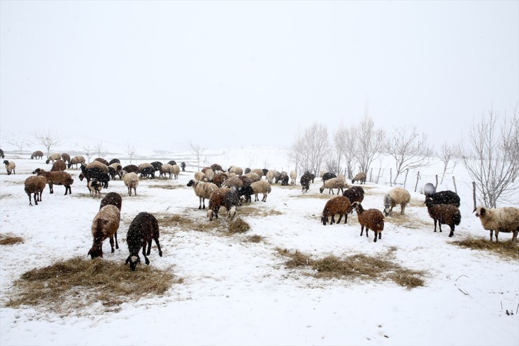 ve bürününce yeniden kuzular döndü ağıllara koyun Meralar beyaza 6