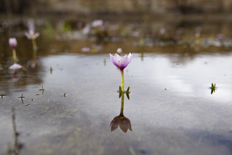 Munzur'un bahar renkleri doğa ve fotoğraf tutkunlarını cezbediyor