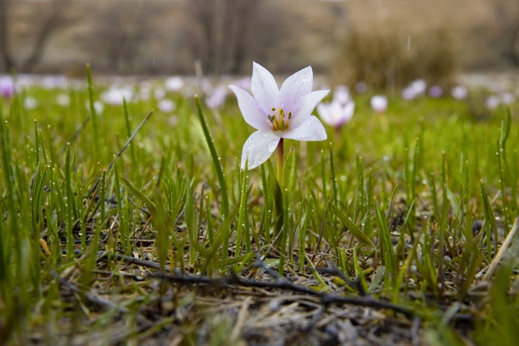 fotoğraf bahar ve cezbediyor doğa Munzur