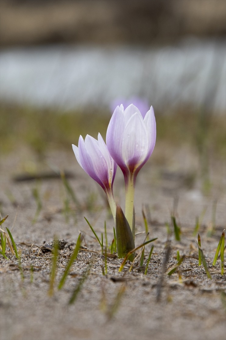 fotoğraf doğa bahar Munzur