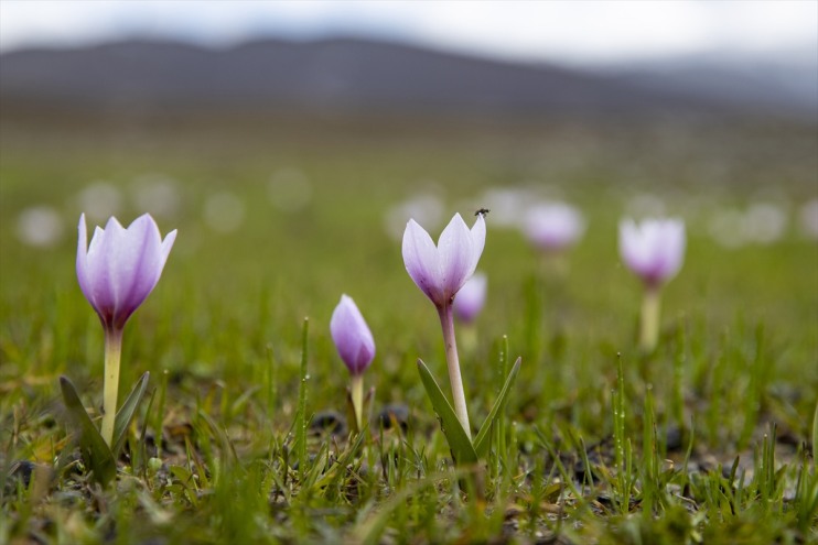 renkleri cezbediyor ve tutkunlarını Munzur