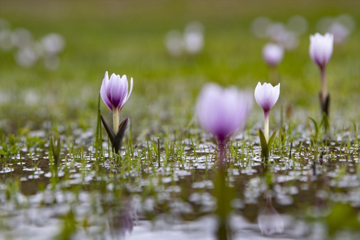 bahar renkleri fotoğraf ve tutkunlarını cezbediyor doğa Munzur