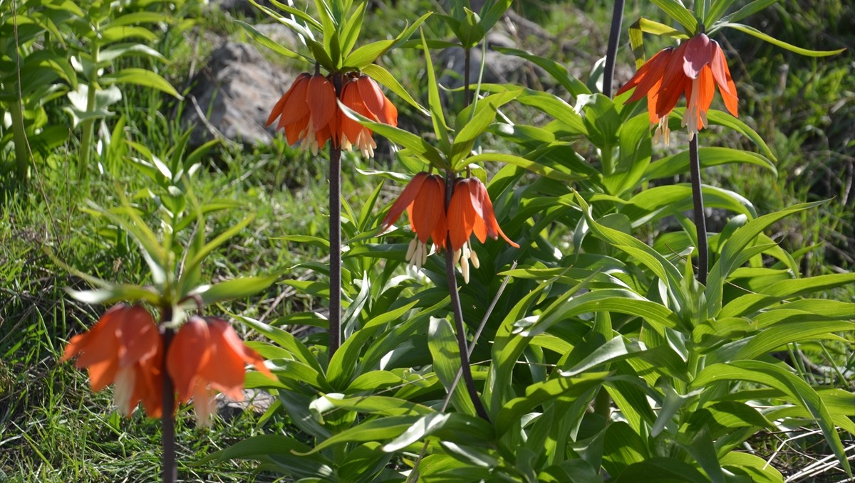 Muş'ta doğaseverler ve fotoğraf tutkunları ters laleleri görüntüledi
