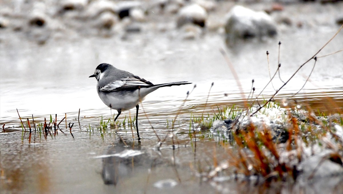 Sarıkamış'ta doğada kardelenler ve göçmen kuşlar görülmeye başlandı